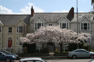 cherry-blossom-tree-004